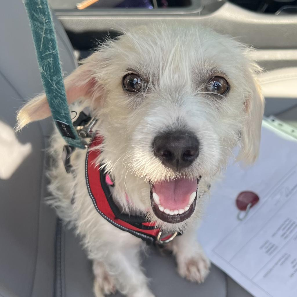 Stormie Snow (San Antonio)