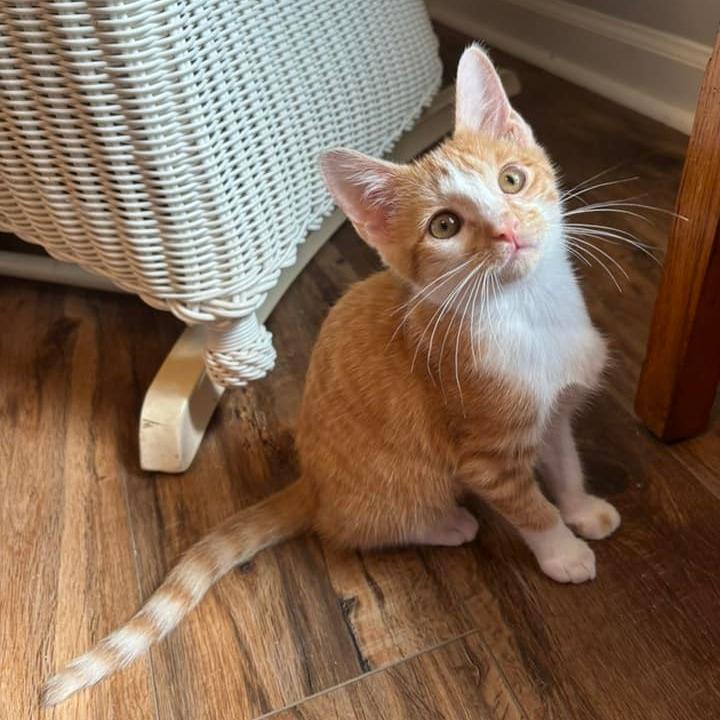 Cinnamon