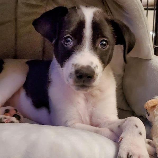 Oreo