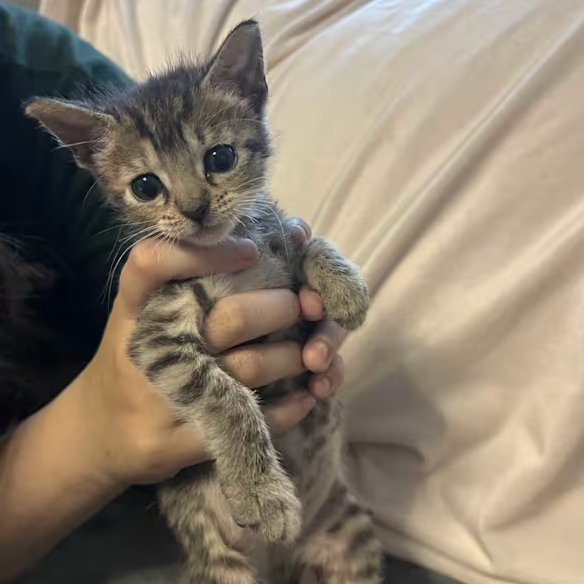 Artemis