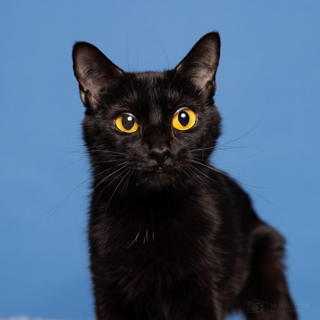 Ebony