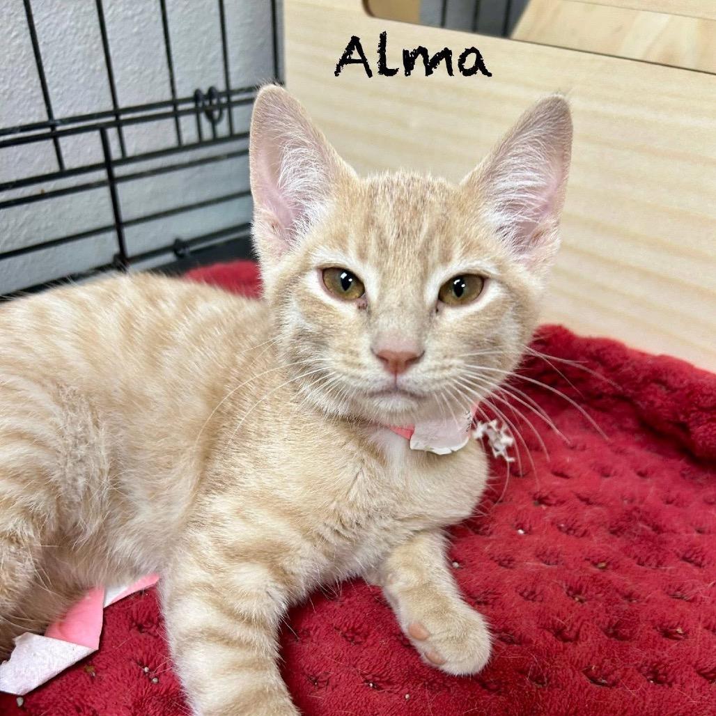 Alma