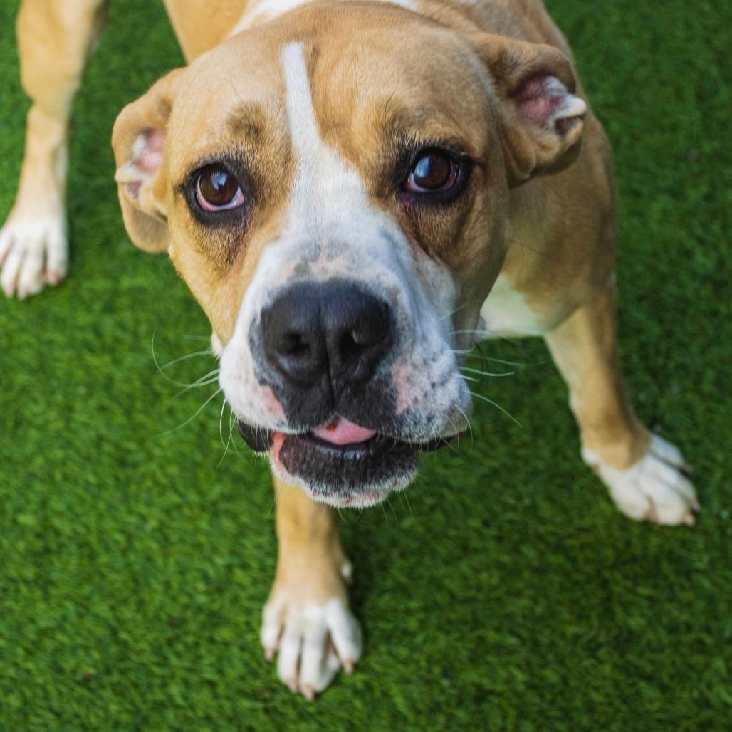 Nugget (Adoption Fee-SPONSORED!)