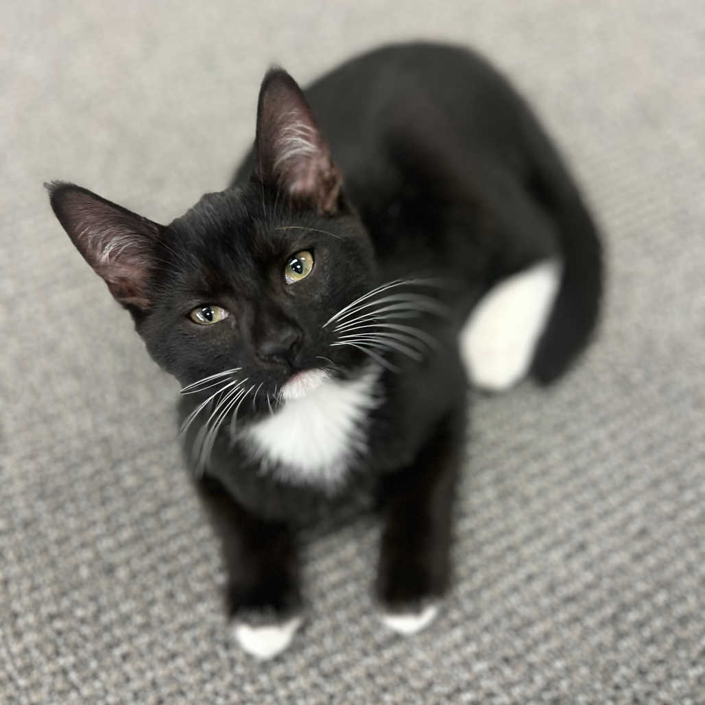 Clyde