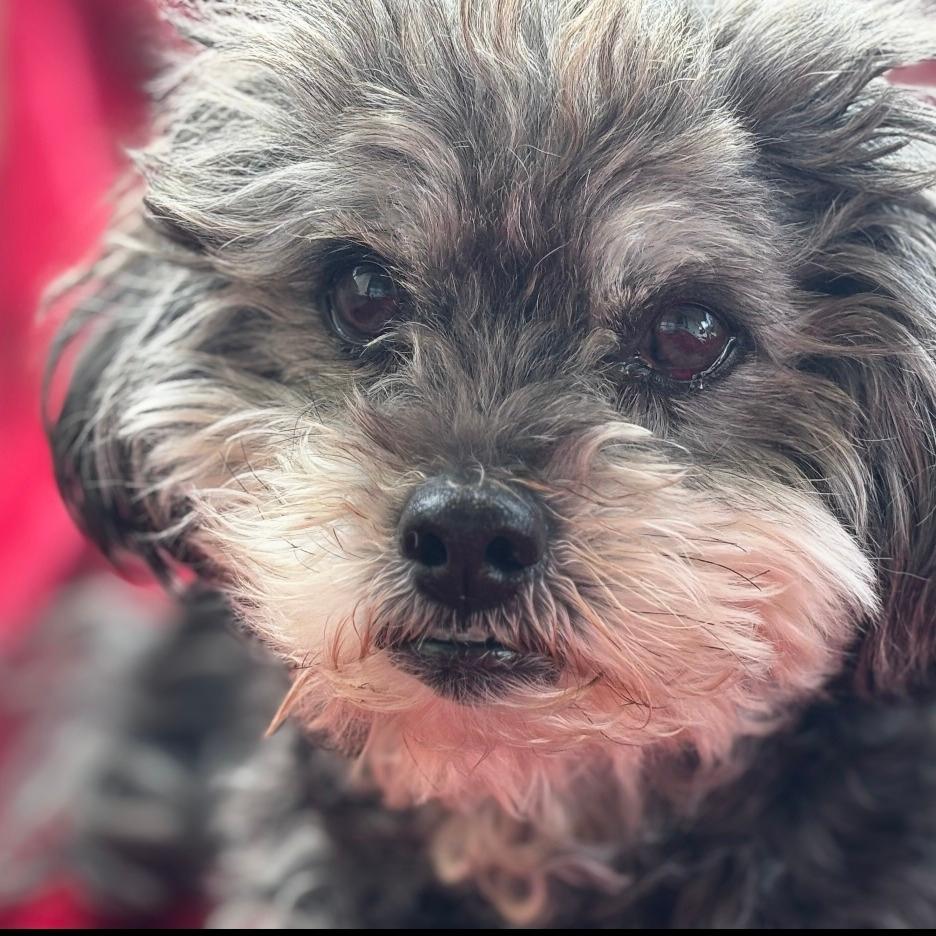Molly