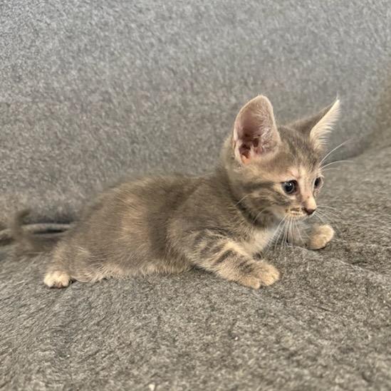 Kitten 3