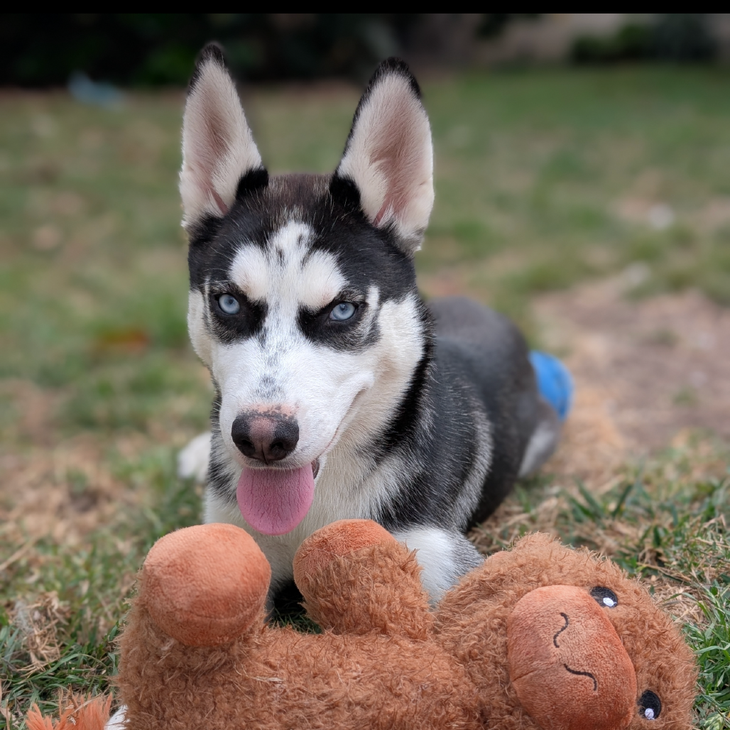 Milo