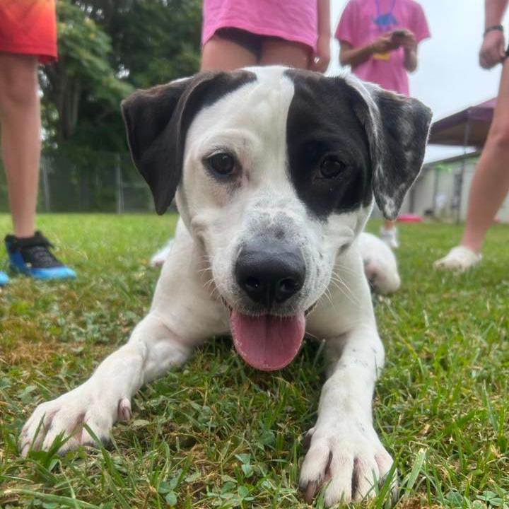 Domino