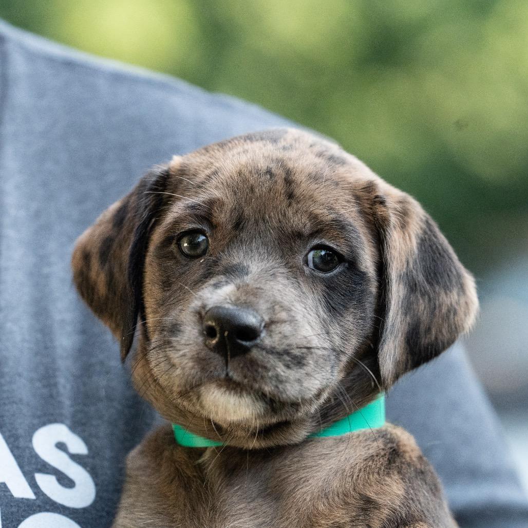 Catahoula Leopard Dog Behavior: Understanding Traits & Training Tips