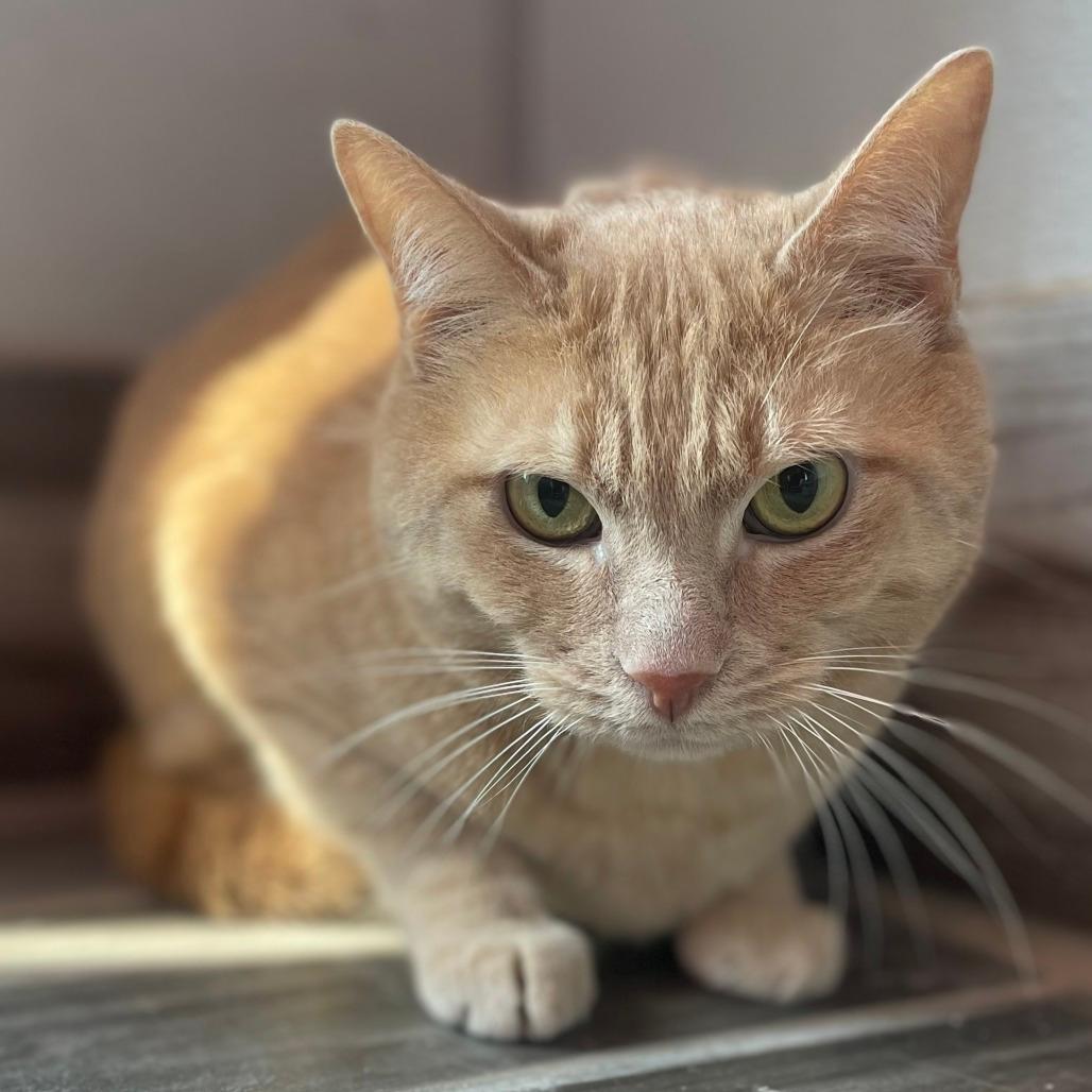 Stanley (Bonded with Kyle)