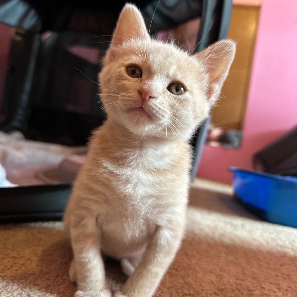 Purrince