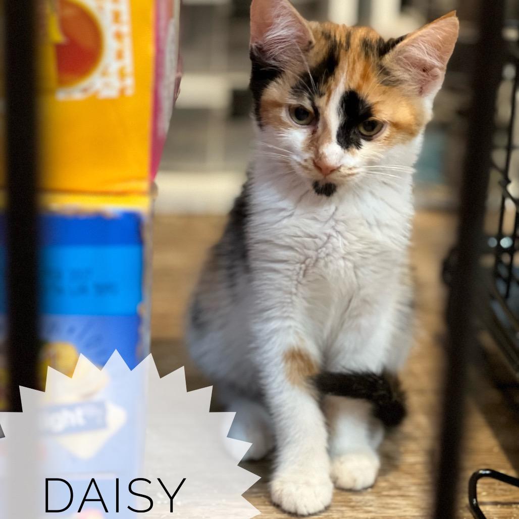 Daisy