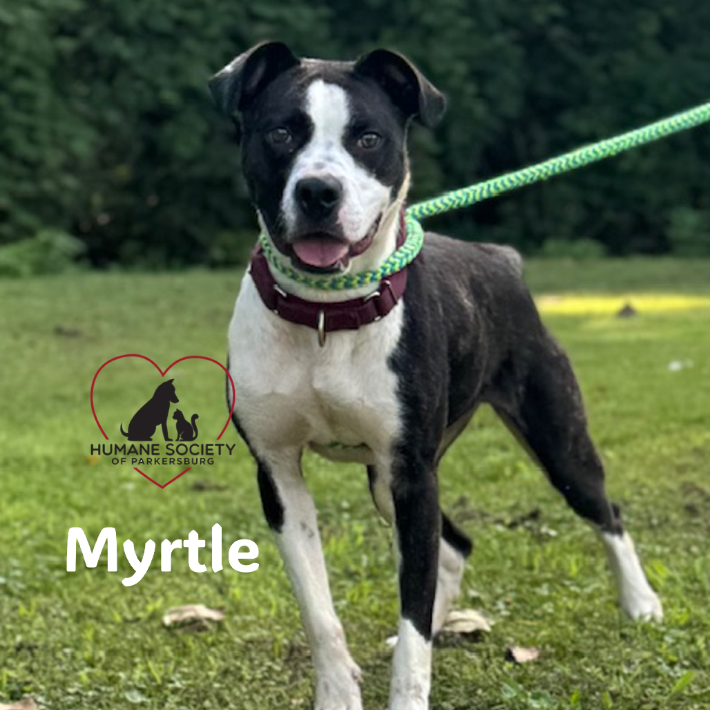 Myrtle