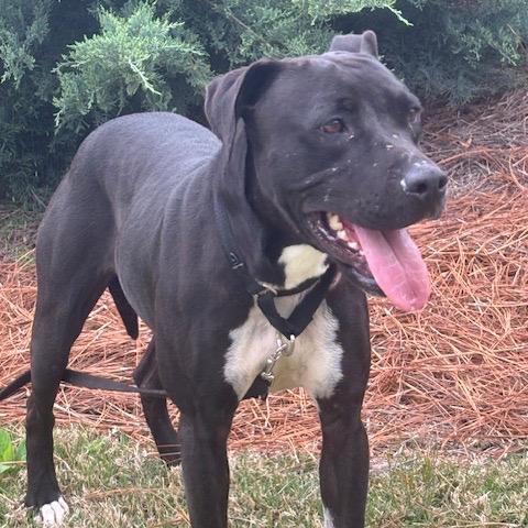 Jolene (Adoption Fee SPONSORED!!)
