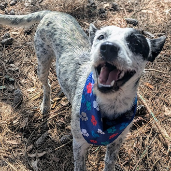 NY Brittany (Foster in Crompond)