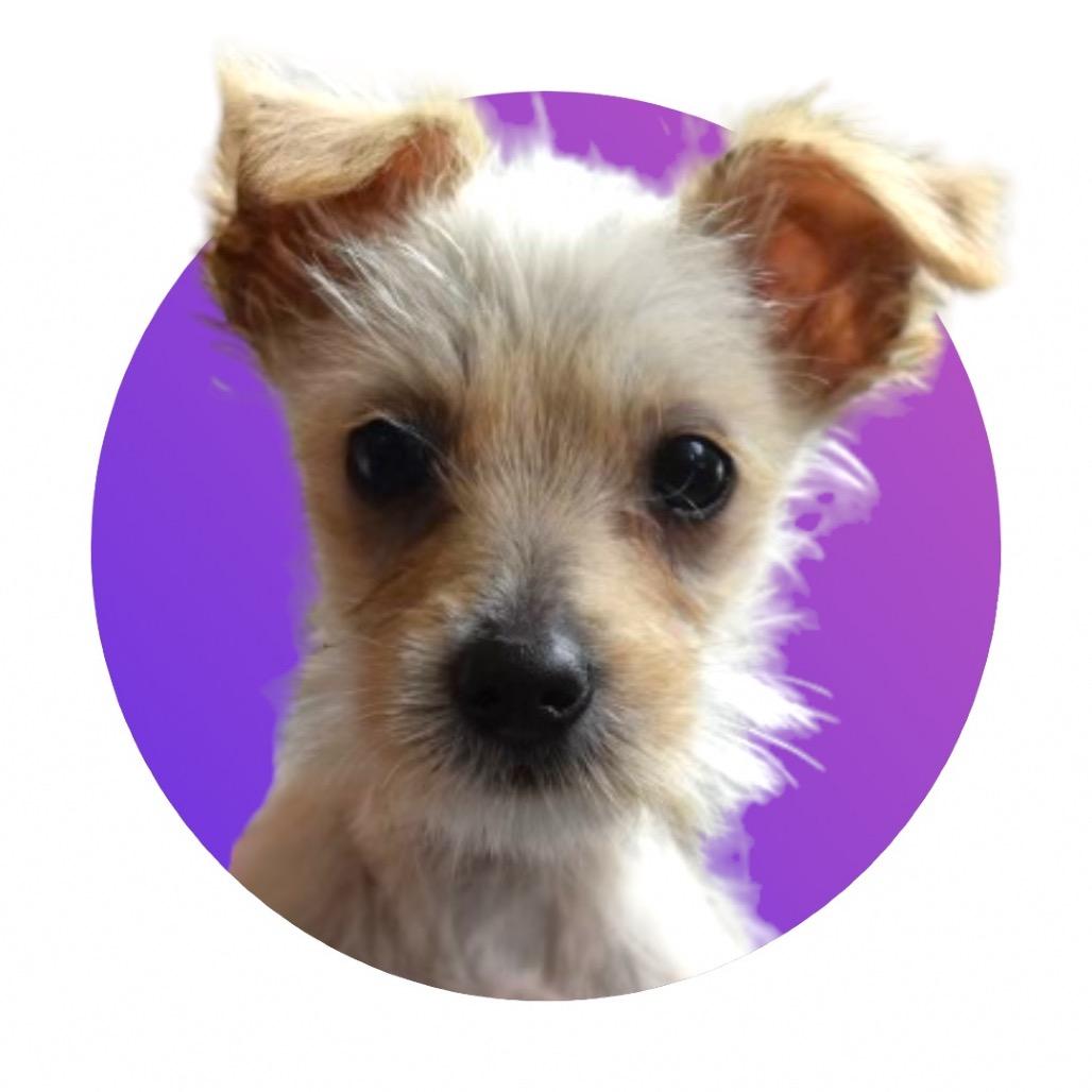 Biscuit 