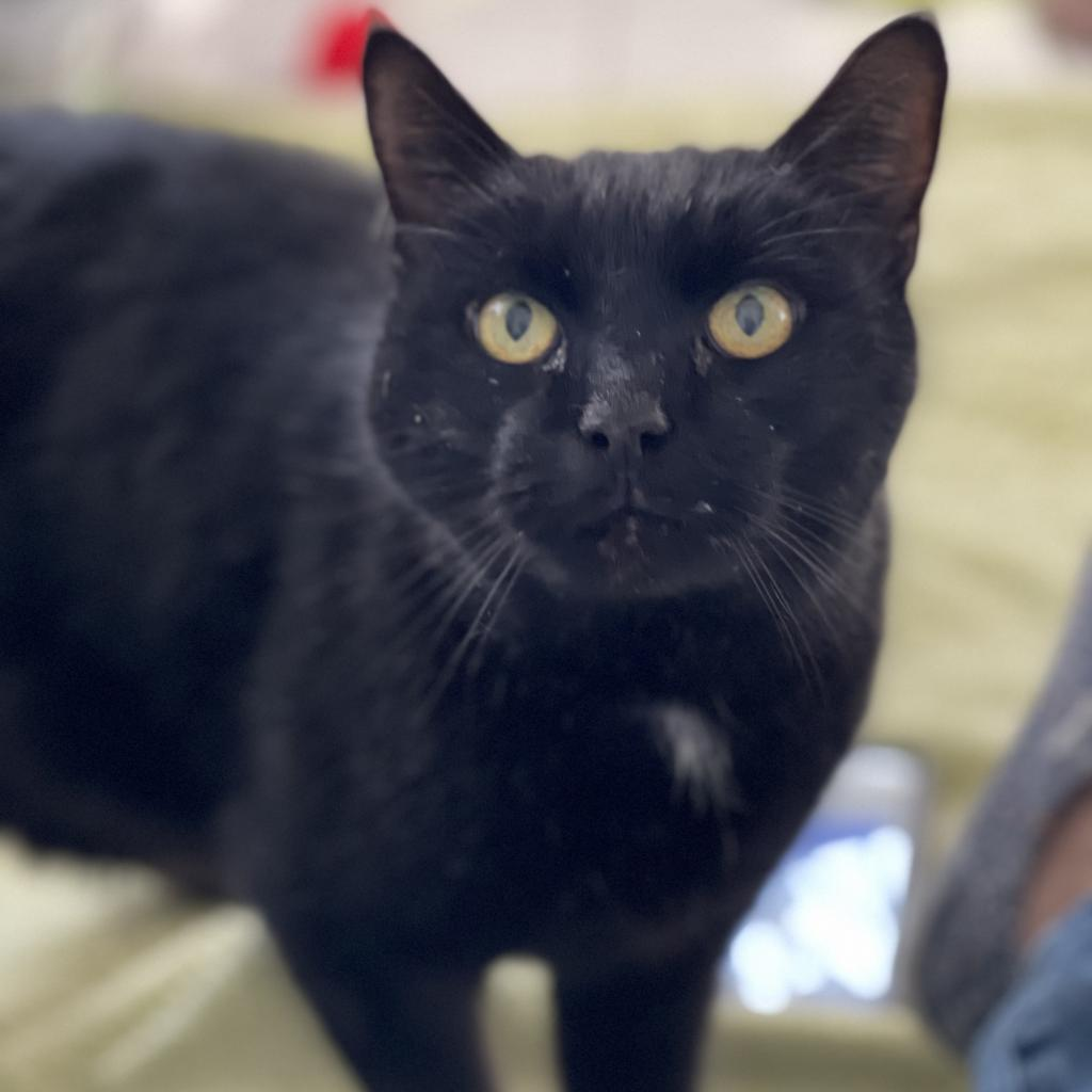 Pyewacket