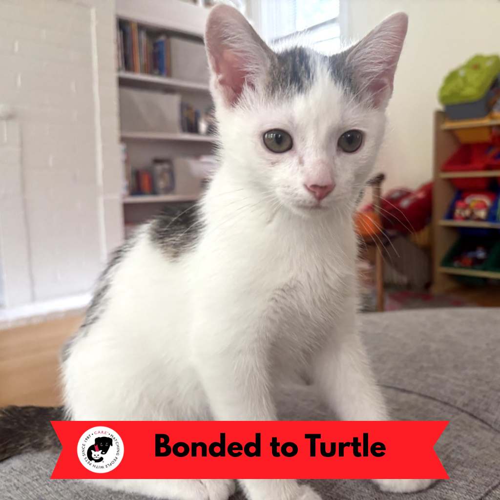 Tootsie (k2025)