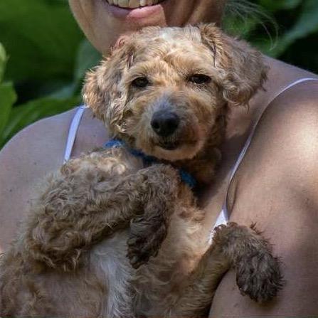 How to Create a Pouf in a Poodle Tail: Easy Steps for Stunning Style