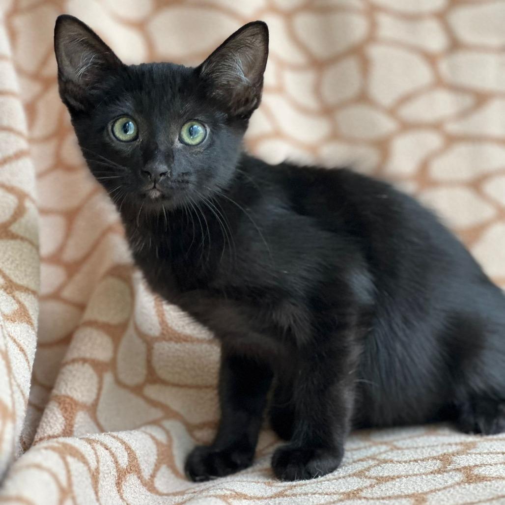 Licorice