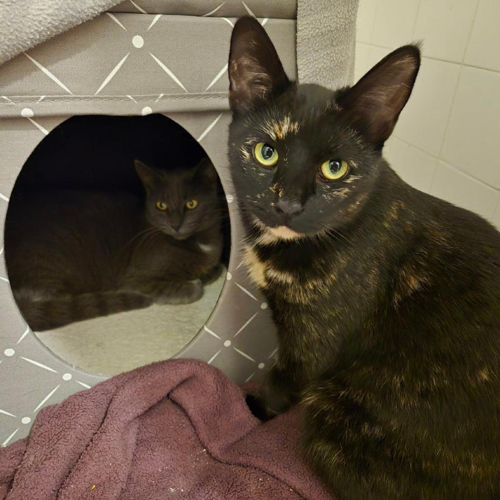 Muneca/Gigi (mom)