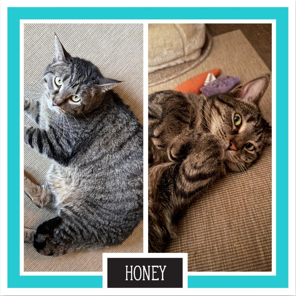 Honey