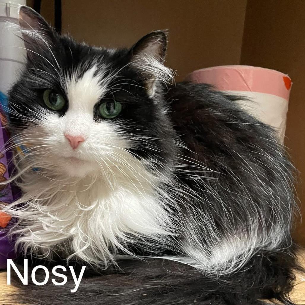 Nosy 