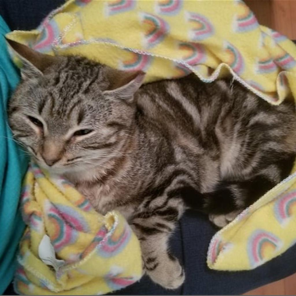 Tasha