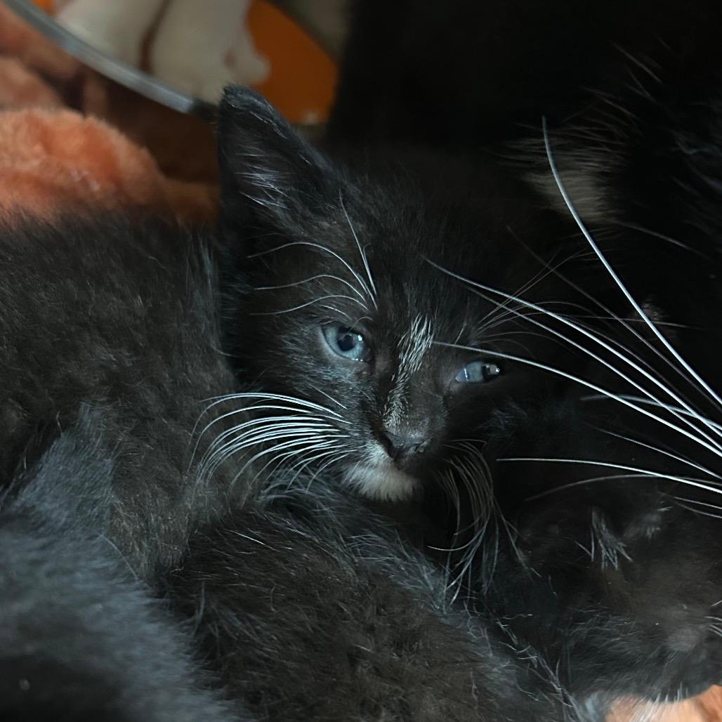 Milo