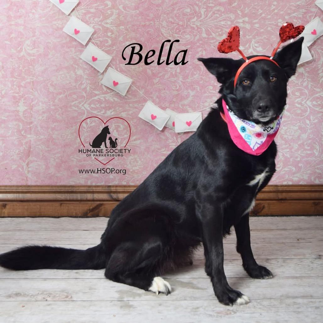 Picture of Bella