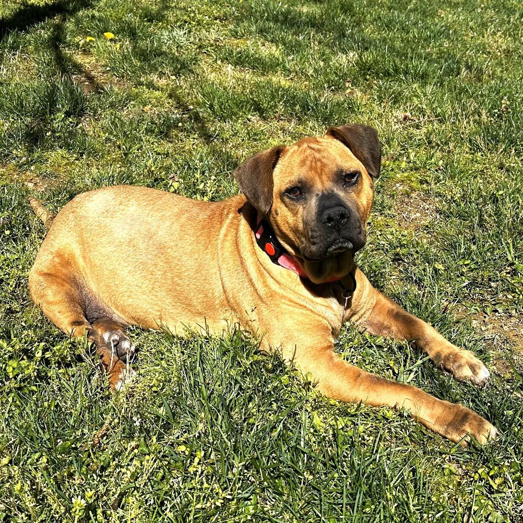 Angel