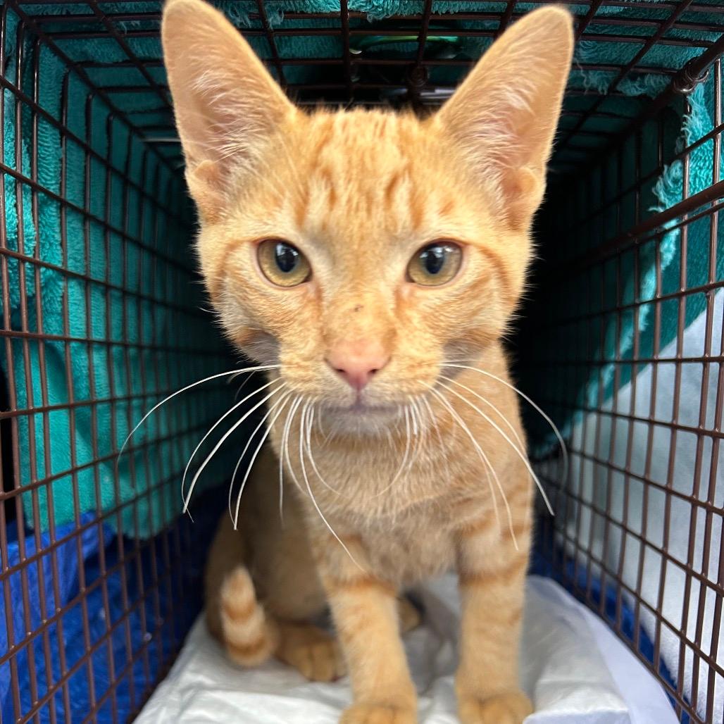 Simba (originally Mufasa) 