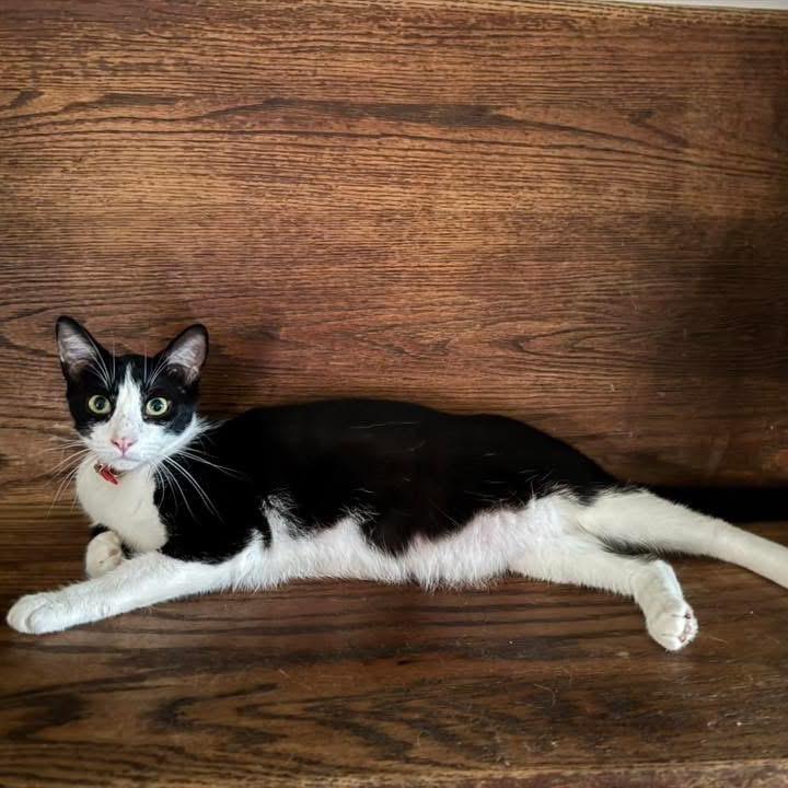 Oreo