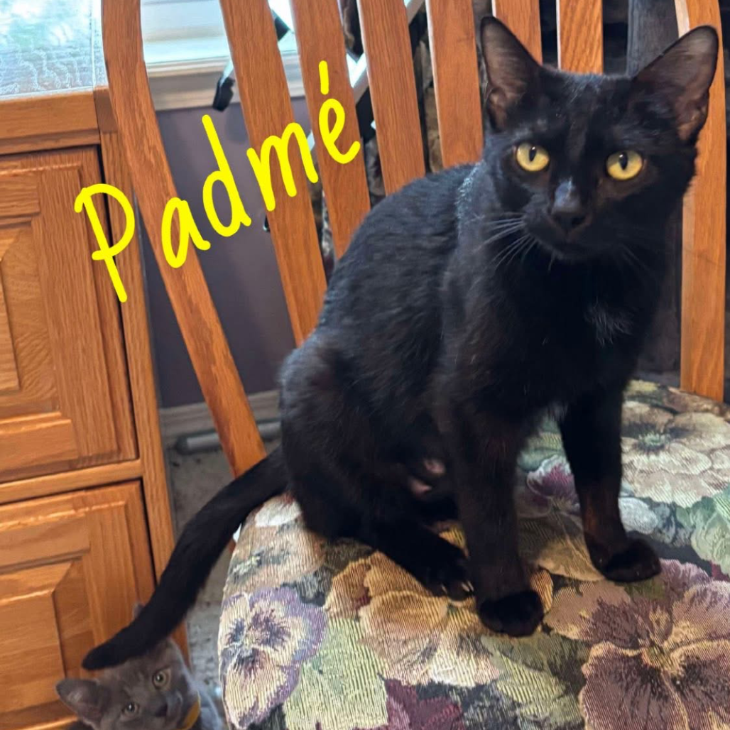Padmé