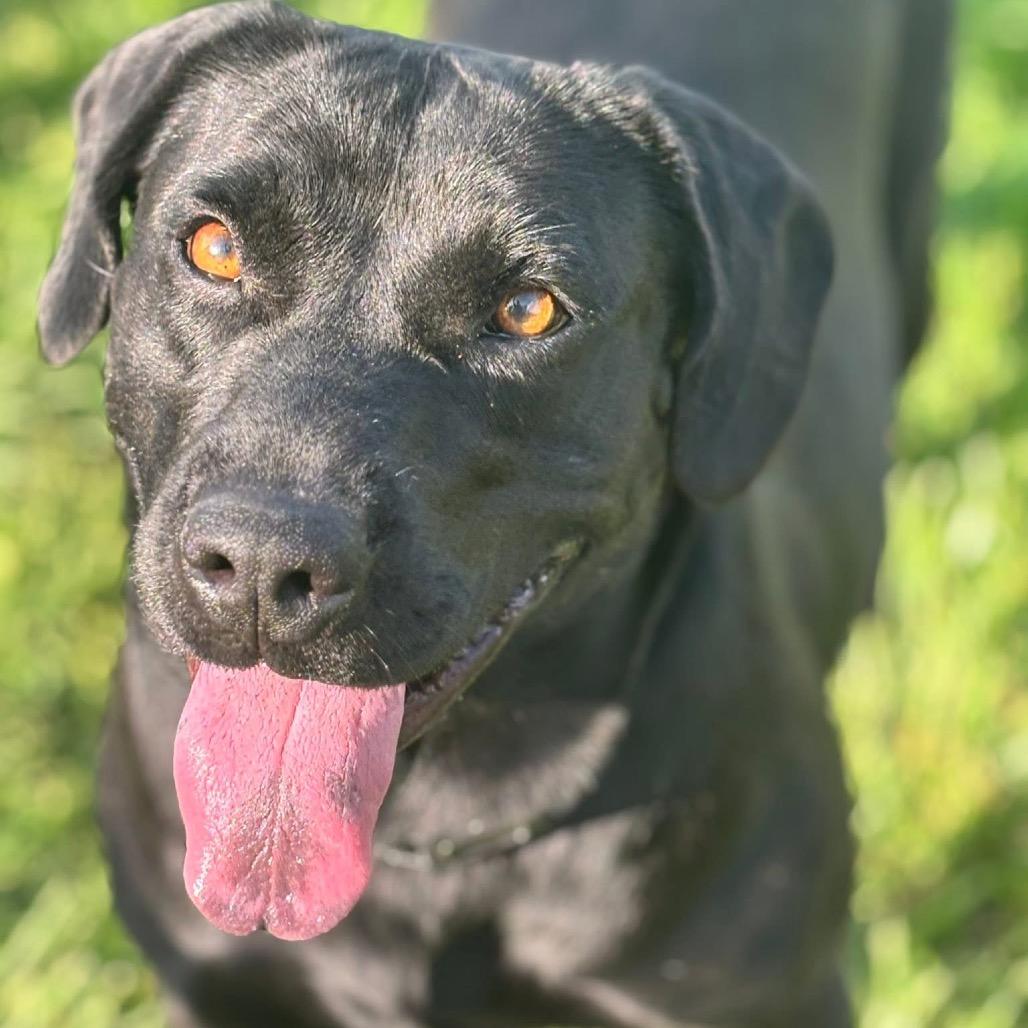 Picture of Harlow 