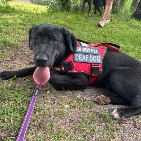 Finn (Adoption Fee-SPONSORED! )In Foster