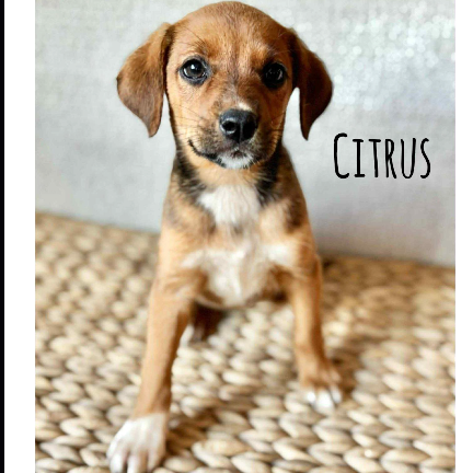 Citrus
