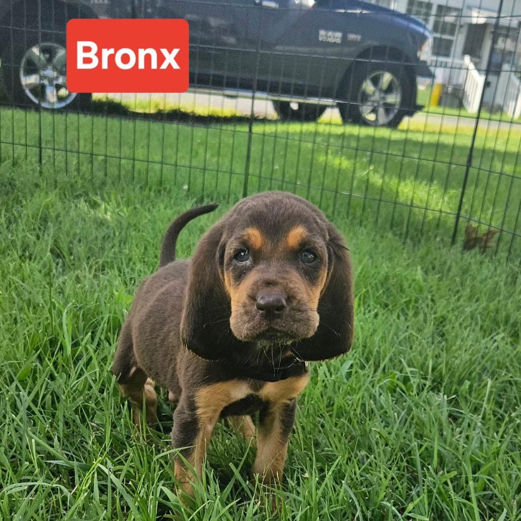 Bronx