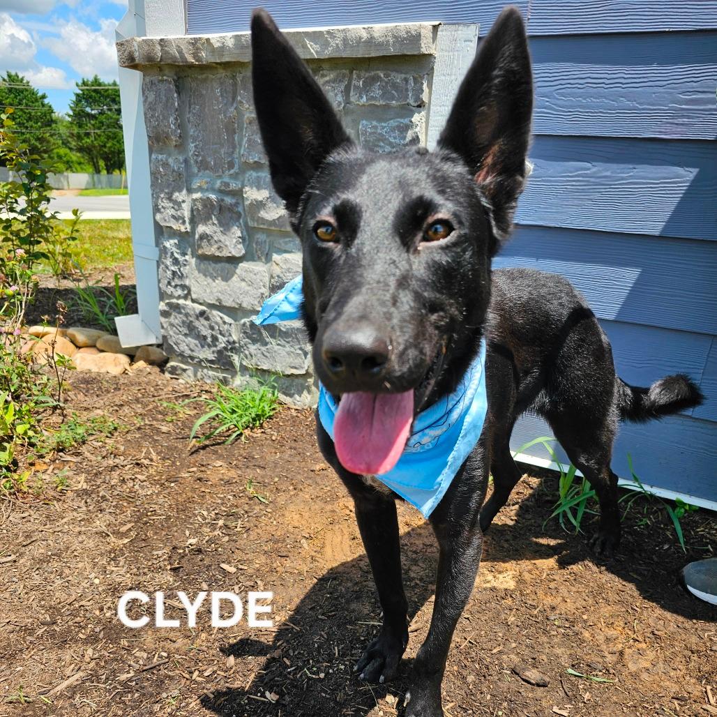 Clyde