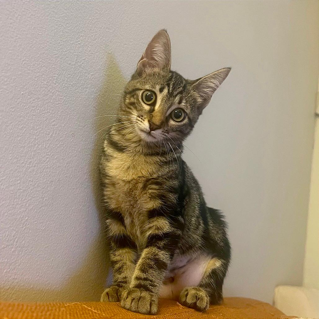 Felina