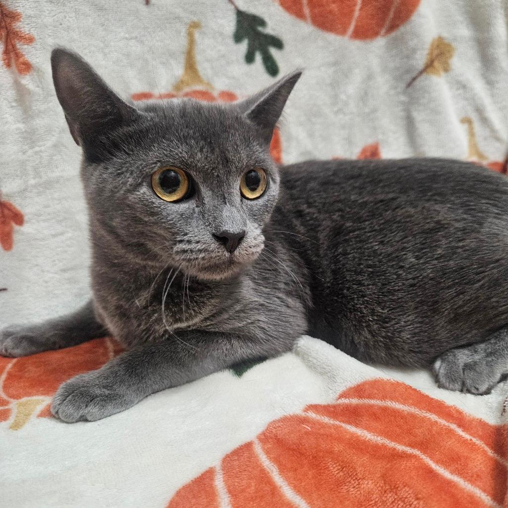 Blue Russian Cats for Adoption: Find Your Perfect Feline Friend Today