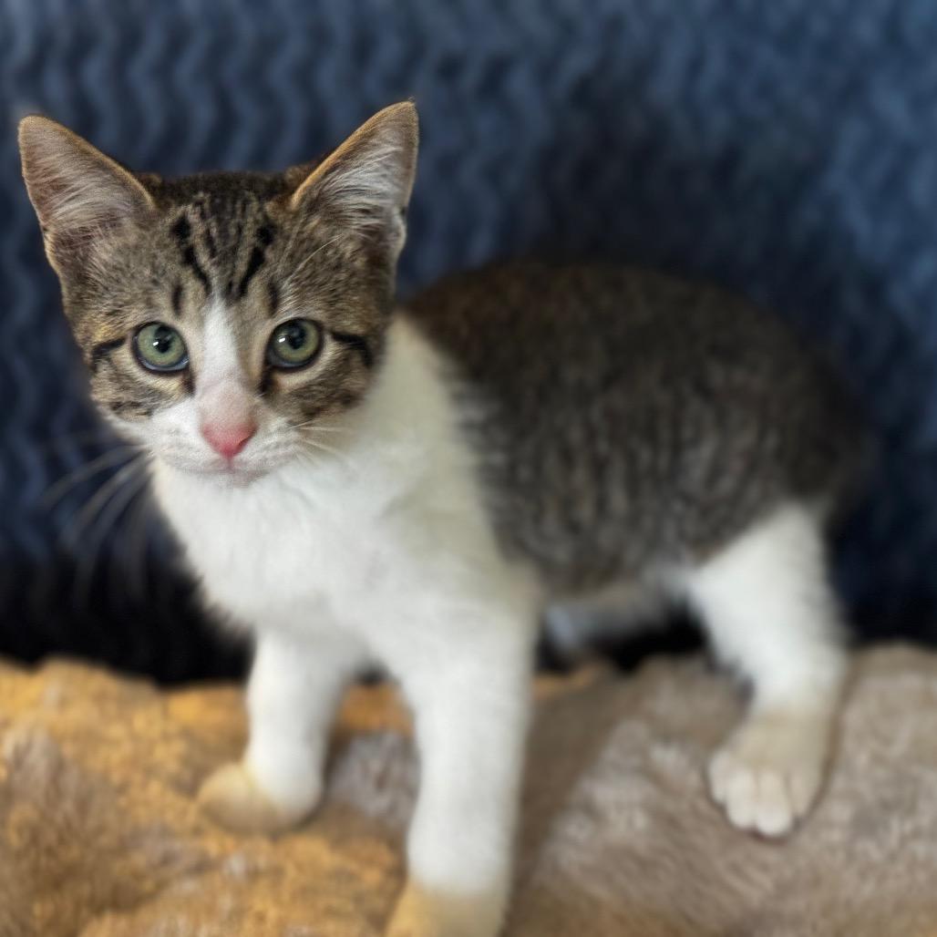 Merlin