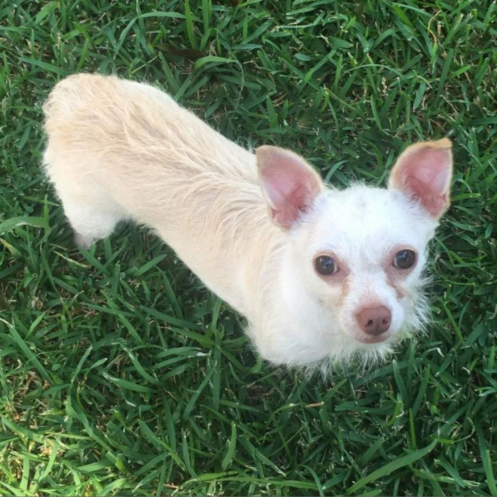 Bitsy (Dallas)