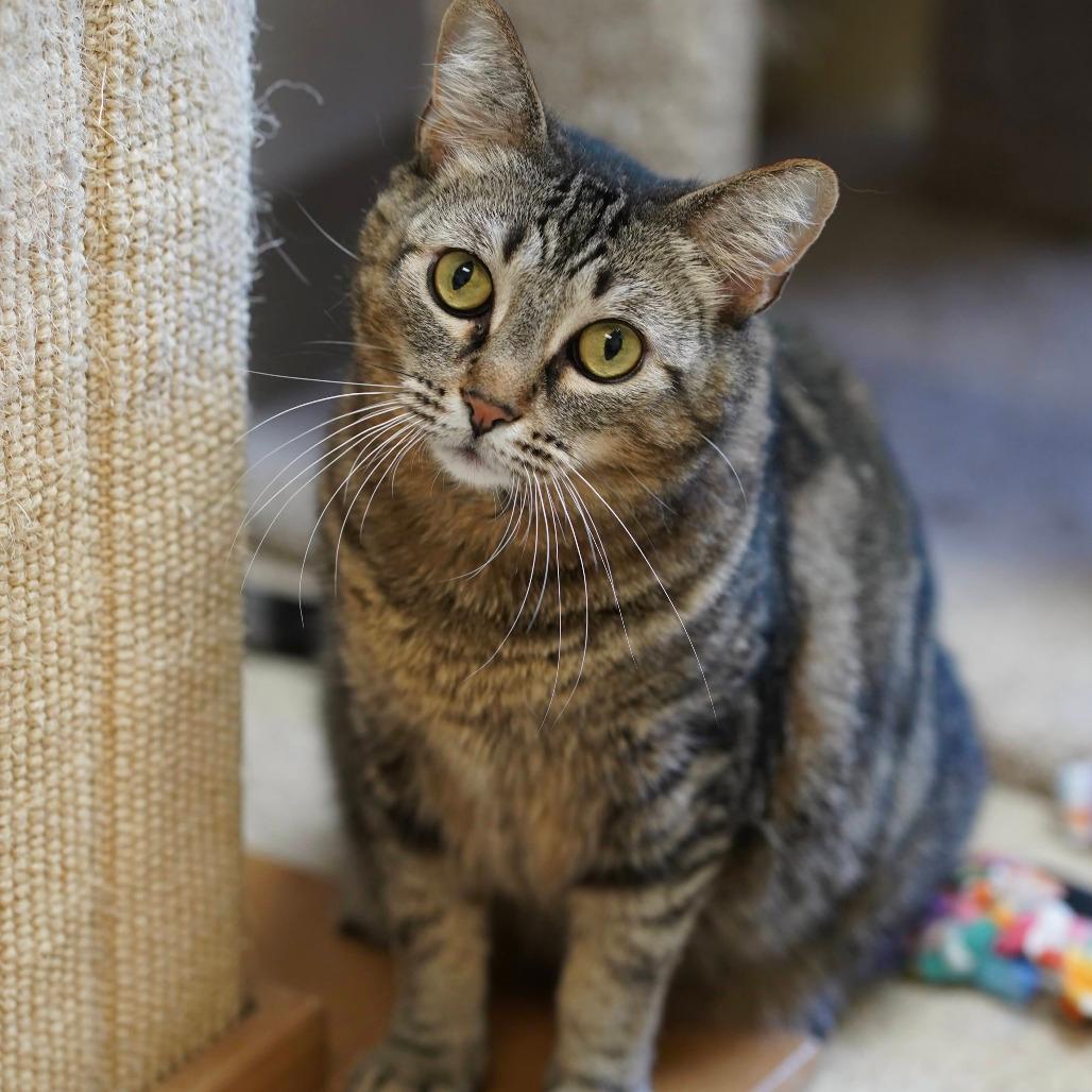 Artemis