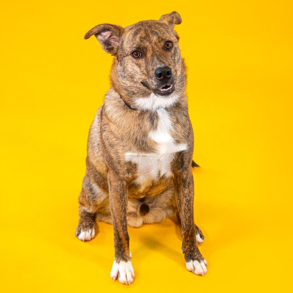 Yogi