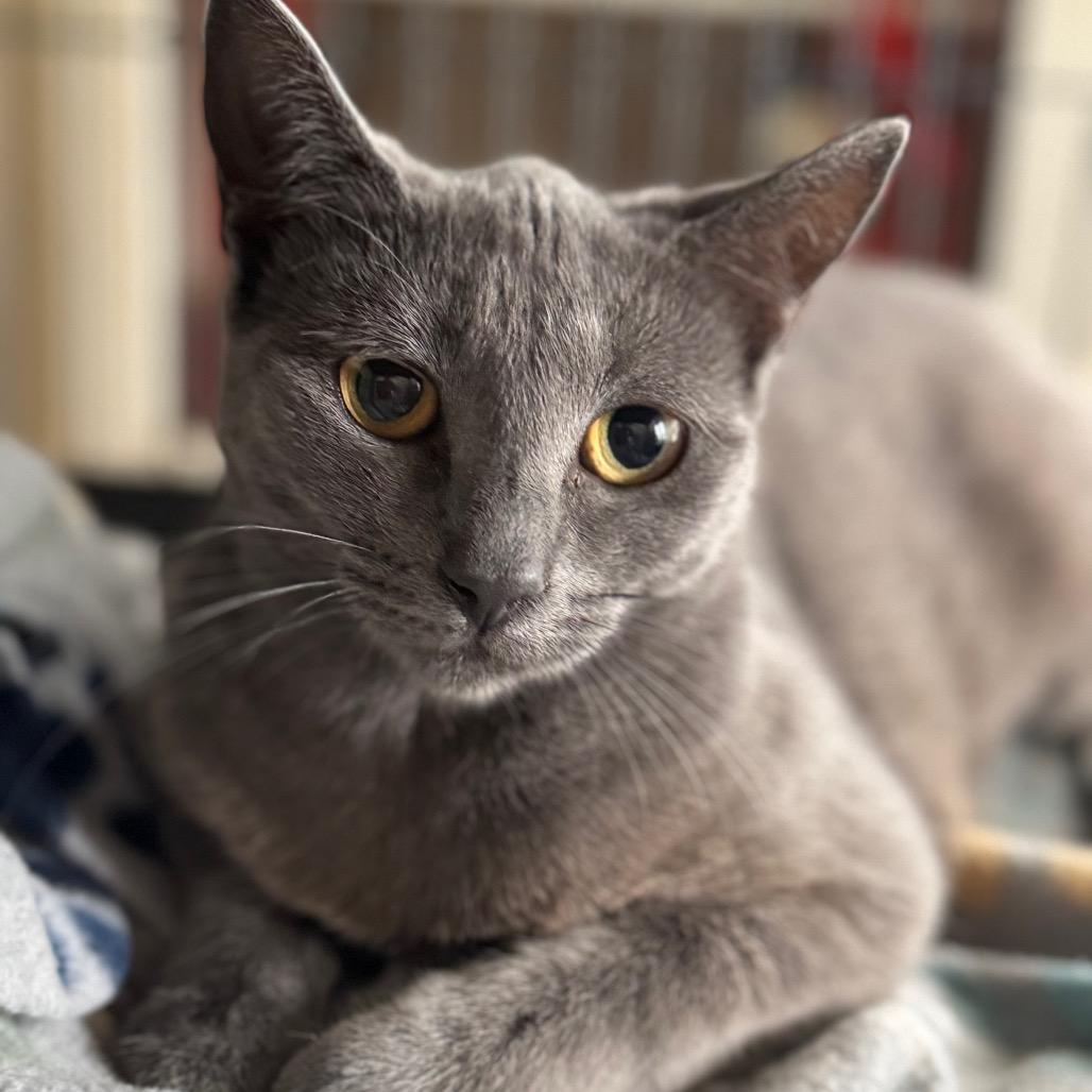 Dixie