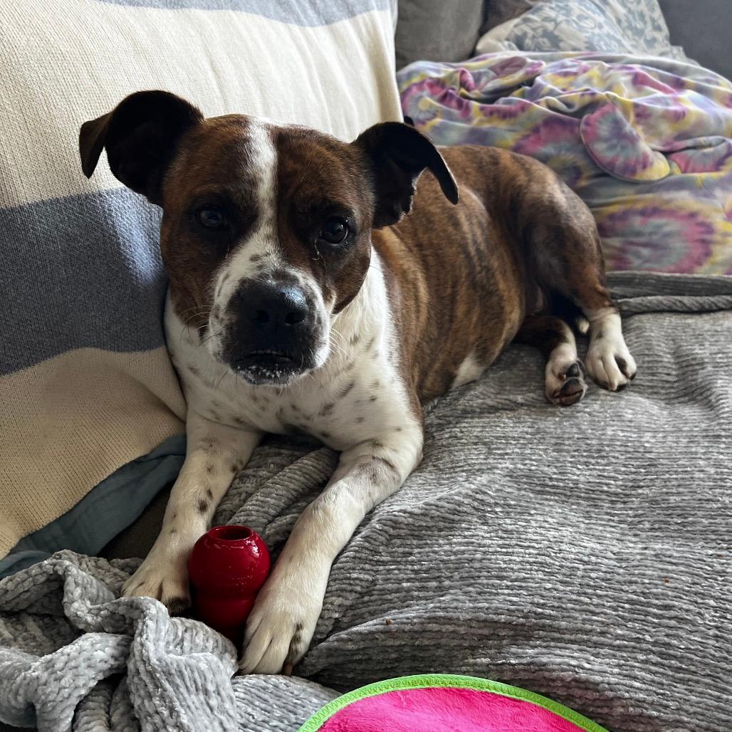 Tigra (Adoption Fee-SPONSORED!)In Foster Home