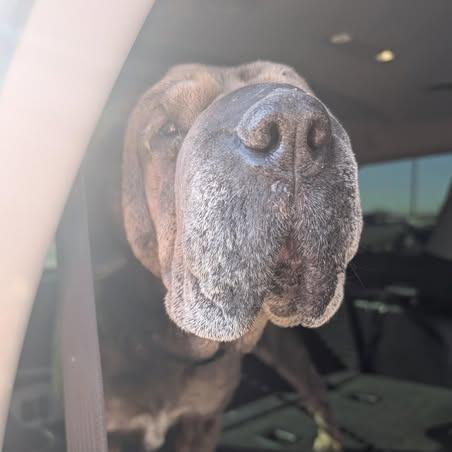 Gertie