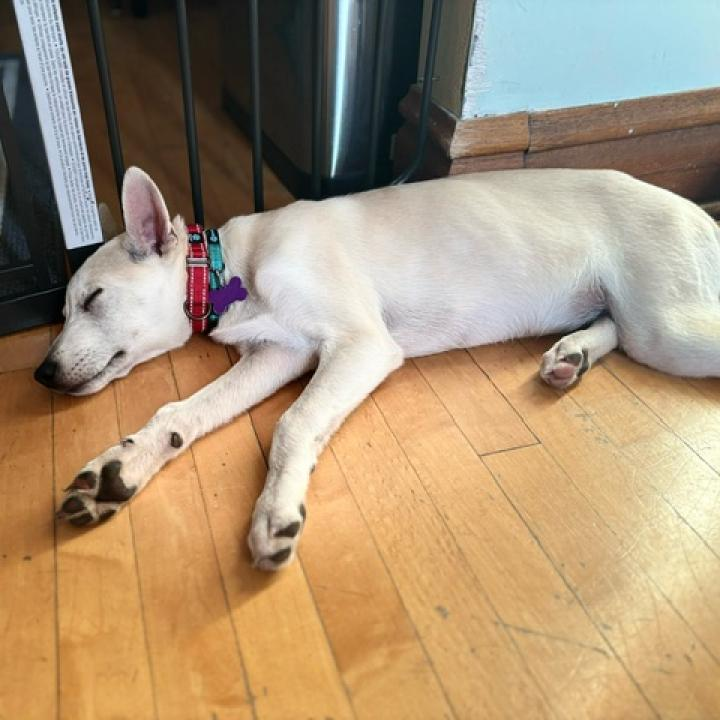 Rocko