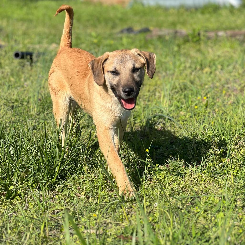 Lila 